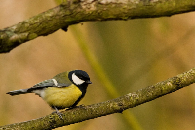 Nog niet helemaal perfect en een aardige crop(30% van totaal over) maar vond wel dat hij er goed opstond. Binnenkort hopelijk meer klein grut maar dan no scherper!!!

20D 300mm f4 IS + 1.4x II
ISO800 f/7.1  1/250