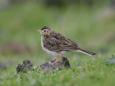 Vanaf in elk geval 20 januari is deze Grote pieper al aanwezig in de Prunjepolder. Soms is de vogel heel lastig te vinden, maar vanmorgen niet. Hij vloog luid roepend op en liet zich daarna redelijk benaderen. Best wel een buitenkansje hoor, een Grote Pieper mooi aan de grond. Geschoten vanuit de auto, leunend op half opengedraaid raampje.