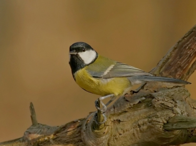 Vanuit de schuilhut heb ik deze koolmees kunnen fotograferen.