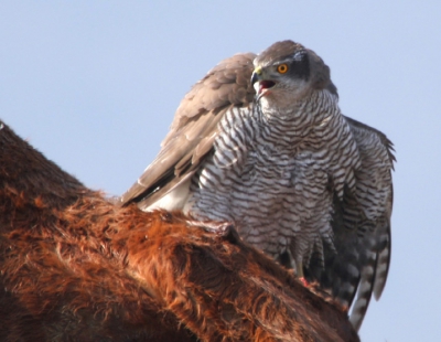 A Goshawk defending its territory.