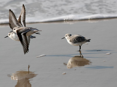 Afgelopen vrijdag deze foto aan noordhollands strand gemaakt.