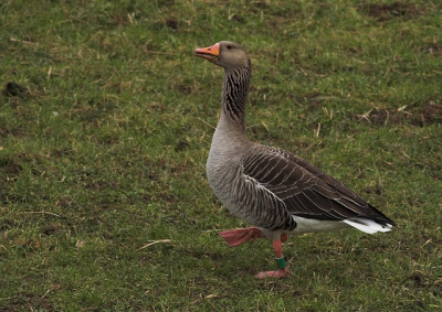 Tweede soort op de gevoelige plaat gekregen met m'n nieuwe lens. De foto is gecropped en iets verscherpt.
Tips voor verbetering?

Canon EOS350D met Canon 400mm 5,6 op f5,6 1/500s ISO400 uit de hand. Ev comp. -1.00