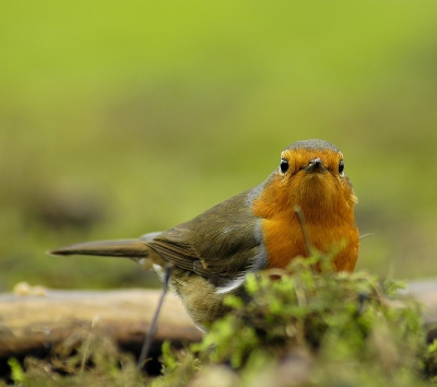 Vandaag tussen de buien door toch nog net even wat licht, zodat ik in de tuin nog wat plaatjes kon schieten, waaronder deze roodborst, die mij met een indringende blik aankeek wat ik nou precies aan het doen was....