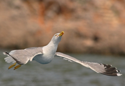 My hobby when on my see house in Senj, Croatia, is picturing seagulls, since they are biggest birds I usualy see in Croatia. I do not know how you guys are managing to keep white feathers not overburned, that was very big problem for me. I am always shooting in manual mode, underexposing for about -1EV or more and still having white feathers completly burned out. After long time I managed to take care of that and I think this photo shows it.    
Canon EOS 1D    
Canon EF 300mm f4.0 L USM IS    
1/2500 sec    
f5.6    
ISO 200 ASA    
RAW    
      
Senn, www.sencar.hr