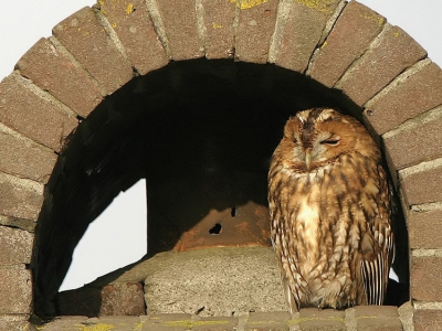 Deze foto van een bosuil heb ik laten bewerken omdat ik ook een plaatje wilde plaatsen op bp.
Met dank aan Ad Sprang
Gr Arian
Canon30d 300mm is usm f4