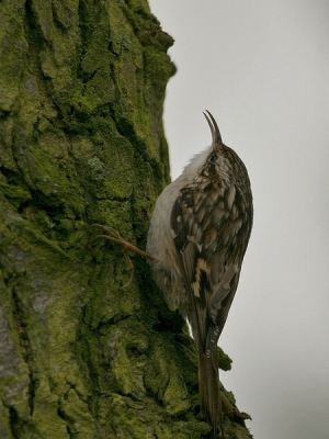 Vanochtend, ondanks het slechte weer toch even weggeweest. We zijn naar een plekje geweest waar Pestvogels zaten.....en die zaten er dus nog steeds!
Maar.....toen kwam opeens deze boomkruiper tevoorschijn, en ik ben blij dat ik 'm op de 'gevoelige' plaat heb mogen vastleggen.