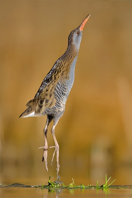 Rallus aquaticus / Waterral / Water Rail Rallus aquaticus / Waterral / Water Rail