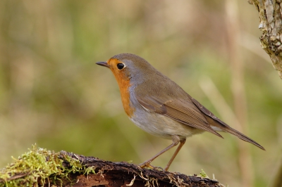 Canon 350D + 300mm F4 + 1.4 extender
F 8  1/125 sec.  -0,33 EV
Deze Roodborst is verantwoordelijk voor het constant verjagen van de blauwstaart.