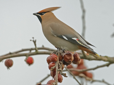 Helaas heb ik de laatste dagen alleen maar Pestvogels kunnen fotograferen :-)