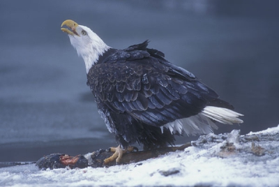 <i class='fa fa-user'></i> Martijn de Jonge | Amerikaanse Zeearend  <i class='fa fa-eye'> 1075</i>  <i class='fa fa-thumbs-up'> 5</i>   <i class='fa fa-comment-o'> 3</i>