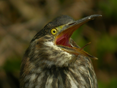 Swarovski ATS80HD + Coolpix 4500
F 3,8  1/1000 sec. -1 EV

Dit is hoe de vogel ons begroette bij aankomst in zijn territorium. Wij werden door een aantal Birdpixers vriendelijker ontvangen.
