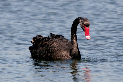 The native Australian Swan, and one of our best known birds. The only black swan in the world. Is found in suitable shallow waters, lakes, ponds, estuaries and flooded pastures throughout Australia.