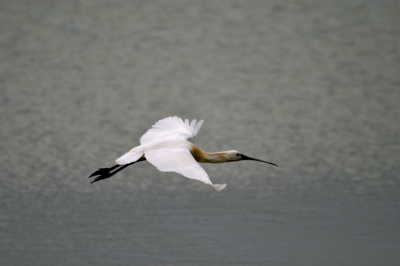 lepelaar in vlucht die langs de waddenkant van vlieland kwam waarschijnlijk onderweg naar broedplek op texel