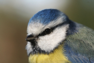 De pimpelmees was tegen het raam gevlogen. Na ongeveer 5 minuutjes weer volledig aanspreekbaar. Gauw nog even deze foto gemaakt voor hij er vandoor ging. Had m'n macro lens eropzitten. Foto is full frame, iets verscherpt