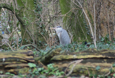 Deze reiger zit samen met zo'n 20 andere broedparen op een veilig eilandje in het westerpark.