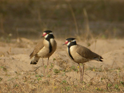 Op de golfbaan - waar de fairways meer weg hebben van een zandbak, maar waar ons vogelaars geen strobreed in de weg wordt gelegd - bevinden zich diverse paren Zwartkopkieviten.
Nikon Coolpix 4500 (A-stand f/6.2 ISO 100) en Swarovski AT80 HD + 20-60x zoomoculair.
Photoshop: Onscherp masker toegepast (300%, 0,8 pixels, 0 niveaus).