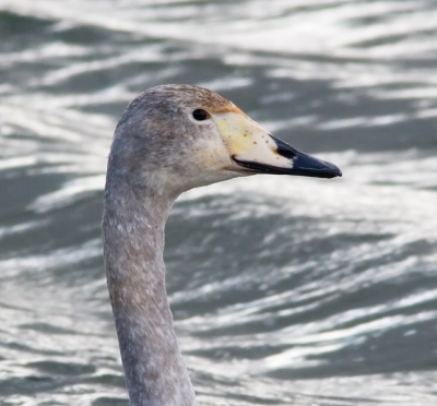 Een juveniele wilde zwaan die zo vriendelijk was om langs de vogelkijkhut te zwemmen. Helaas liet de zon het afweten...