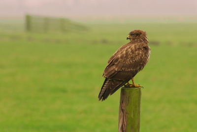 Na een goede tip en workshop van Jeroen was het raak,
m'n eerste buizerd. Eerst pal naast de auto aan het eten daarna uitbuiken op de paal.