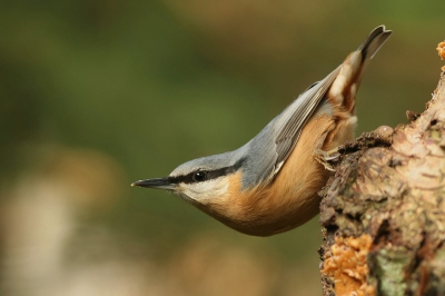 Achter de carravan op de camping staat een oude boom bij een vijvertje,waar vaak het een en ander even kom kijken.
Zoook deze boomklever.
Arian