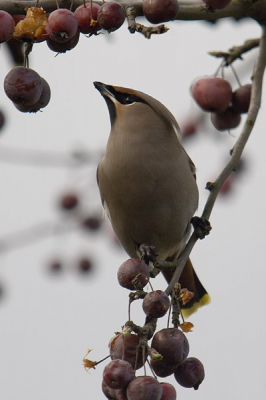 Het weer zat vrijdag niet mee maar het blijven mooie vogels.