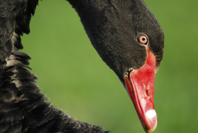 Deze zwarte zwaan  zat in de polder van Hellevoetsluis, ik vond het grappig dat je door z`n neusgaten kan kijken.