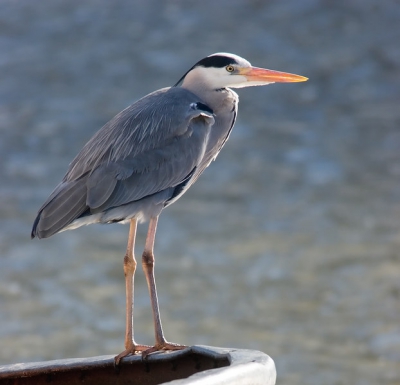 Een blauwe reiger op de rand van een boot. Mooi van achteren verlicht door de zon.