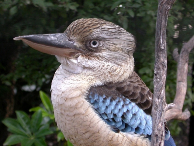 The other Australian Kookaburra found in the more northern areas of Queensland, Northern Territory and Western Australia. More colourful than the Laughing Kookaburra and with a more raucous, almost demonic call.