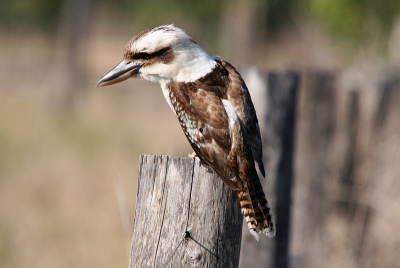 Common and well known Australian bird famous for its cackling laughter like call. A kingfisher.