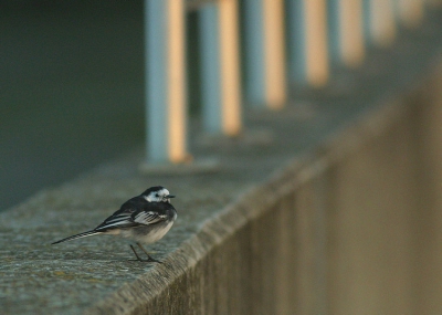 Vooraleer de Witte Kwikken naar hun vaste slaapplaats vliegen, blijven ze nog heel even voedsel zoeken in de nabijheid.
Tussen de honderdtal Witte- bevinden er zich soms ook enkele Rouwkwikstaarten
De tijd om ze te vinden tussen de anderen en te fotograferen is uiterst beperkt door de snel invallende duisternis
Dit mannetje bleef gelukkig even staan, zijn zwart-witte kleuren staken mooi af tegen de abstracte achtergrond