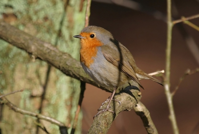 De eerste voorjaarsachtige dag van 2007. Deze Roodbost zat zich op te laden in de zon. Weg met die sombere natte winter!