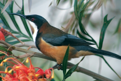 A pretty Honeyeater found in forest, woodland and heaths and distributed on the eastern seaboard of Australia from Queensland to Victoria.