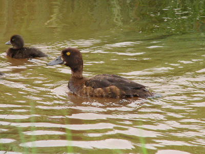 Deze eend (gele ogen, brede snavel) kwam ik vorig jaar eenmalig tegen, met  4 jongen, in een sloot naast ons huis. Ik heb hier op Birdpix rondgeneusd (met mn vogelgids kwam ik er niet uit en ik ben geen vogelkenner) en ik kan er niks anders van maken dan een kuifeend. Ik had bij een kuifeend echter een duidelijke kuif verwacht. 

Canon Powershot S2 IS (f 4.0 1/200 s)