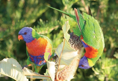 This beautifully plumaged Australian Lorikeet is well known and common. These two birds are feeding on a native Banksia.