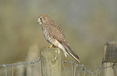 genomen met een d70s
focal lengte 400mm5.6
hij bleef verbazend mooi zitten
http://natureloon.fotopic.net/c1220761.html