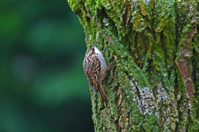 ineens zat in de tuin tegen de boom