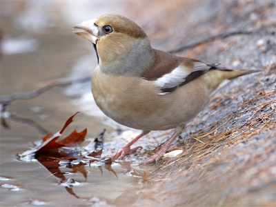 Weer even in Baarn geweest. Moeilijke omstandigheden, donkere dag. Vandaag weer o.a. goudvinken, kepen, vinken, diverse mezensoorten en een kort bezoek van deze appelvink (die zich wild schrok van de sluiter van mijn 20D!).
500+1.4X f6.3 1/30 200 Asa, vanaf Gitzo/Wimberley