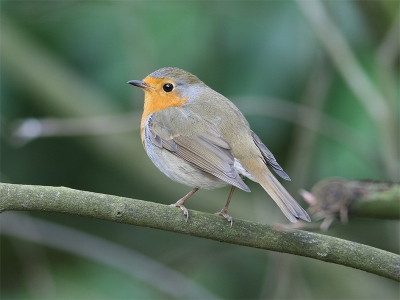 Deze bleef goed stilzitten met een sluitertijd van 1/100.
420 mm, iso 400.