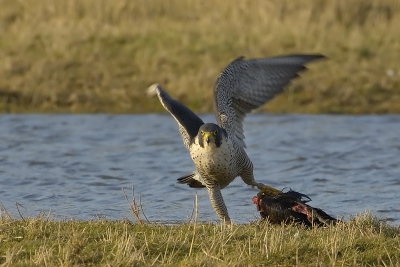 De laatste restanten van een Smient worden verorbert. De valk had na de vangst gegeten en zich teruggetrokken op een paaltje waarna een buizerd en 3 kraaien zich tegoed deden. De buizerd werd herhaaldelijk in zijn staart gepikt wat een komisch gezicht was. Het toetje viel toch weer ten deel aan de valk. Ver weg dus flink gecropt.