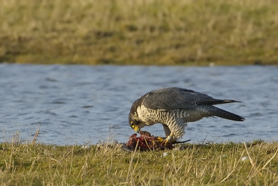 De laatste restanten van een Smient worden verorbert. De valk had na de vangst gegeten en zich teruggetrokken op een paaltje waarna een buizerd en 3 kraaien zich tegoed deden. De buizerd werd herhaaldelijk in zijn staart gepikt wat een komisch gezicht was. Het toetje viel toch weer ten deel aan de valk. Ver weg dus flink gecropt.