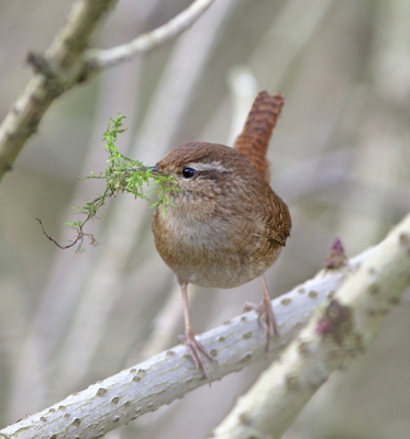 Dezelfde winterkoning als mijn upload van gisteren, nu echter van voren..... Mijn 400mm van Minolta heeft echt een flinterdunne DOF (Depth-Of-Field/scherptediepte) volledig open (f4,5). Vaak een nadeel, in dit geval vindt ik het wel goed gelukt. Alle aandacht gaat naar de snavel van het beestje waarin weer wat heerlijk slaapmateriaal zit........