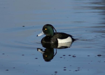 Vamorgen even op zoek geweest naar de Pestvogels die hier in de buurt gisteren gezien zijn.
Kon ze helaas niet vinden.
Heb toen deze Kuifeend man op de foto gezet.