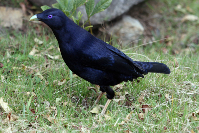 The Satin Bowerbird favours rainforest and other wet forested areas. The male bird, shown here builds a bower to attract the female, and decorates the bower with mainly blue articles it finds.