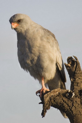 Dezelfde vogel als het vliegbeeld van even eerder. De vogels in Kenia zijn voor onze begrippen erg tam. Deze Havik liet zich zonder problemen tot op enkele meters benaderen. Zo wordt fotograferen wel erg makkelijk!