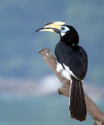 Om het hotel zaten veel hornbills