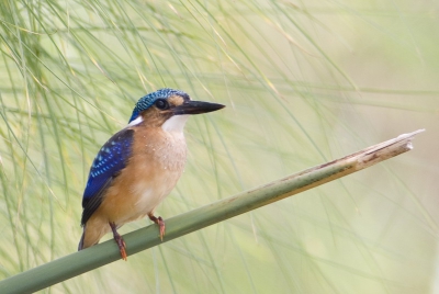 Arie Ouwerkerk plaatse eerder een paar foto's (specht en honingzuiger) die hij tijdens de birdpix/natuurbeleven reis in Kenia maakte. Net als die foto's is deze genomen in de schaduw. Midden op de dag valt het soms niet mee de sterke contrasten van het licht te overbruggen, maar in de schaduw gaat het nog al. Foto genomen vanuit een bootje waarmee we tussen de Nijlpaarden dobberden. Onvolwassen vogel met zwarte snavel.