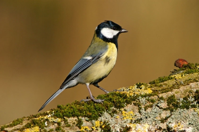 Vandaag een dagje lekker in de zon gelopen in de OVP. In het na de storm zwaar gehavende bos richting hut de zeearend is het een voorjaarsdrukte van jewelste met het kleine vogelgrut. Even kwam een groepje koolmezen polshoogte nemen bij de snuiter met die lange toeter. Deze koolmees kwam wel heel dichtbij......