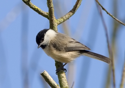 Deze vogeltjes zijn zo beweeglijk en zitten haast altijd tussen takken in. Toch eentje heel kort redelijk vrij voor de lens gehad.