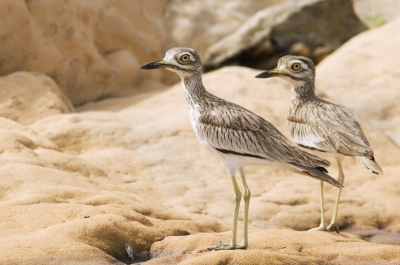 Op de Birdpix/Natuurbeleven reis door Kenia hebben we veel aandacht gegeven aan de meren in de Grote Slenkvallei. Driemaal hebben we gefotografeerd uit een bootje. Op het meer van Baringo (volgens sommigen de beste vogelplek op aarde) voeren we langs een eiland waar een visser met vijf vrouwen woonde. Op de oever deze grielen die zich vanuit het lage standpunt van de boot lekker lieten platen.