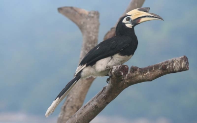 Een groep hornbills zaten bij het hotel. Een plezier om naar te kijken.