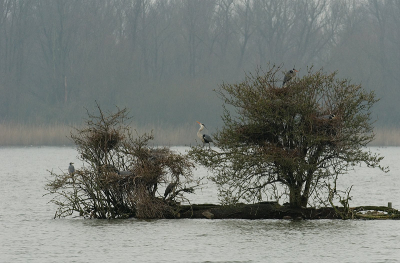 zou niet geplaatst worden, omdat dit nestfotografie is..LOL.
Vanuit een welbekende kijkhut in de OVP genomen.